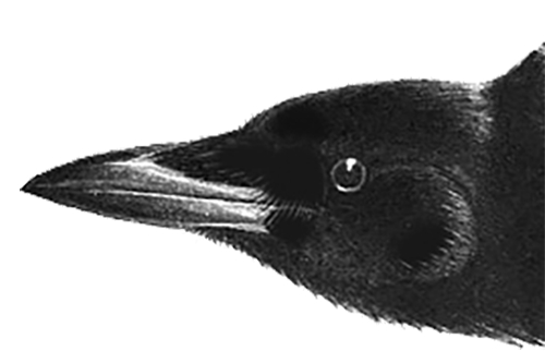 Crow's Head